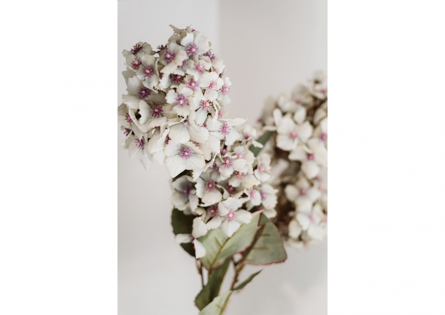 Flores del pirineo